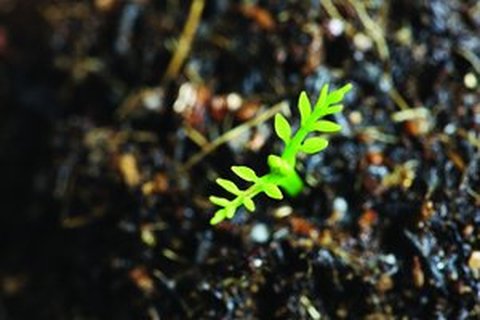 前端优化对比评测Svelte和React性能对比